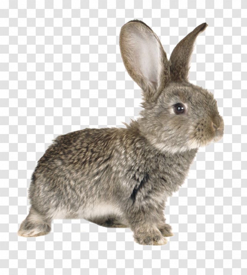 European Rabbit Hare Domestic Stock Photography Transparent PNG