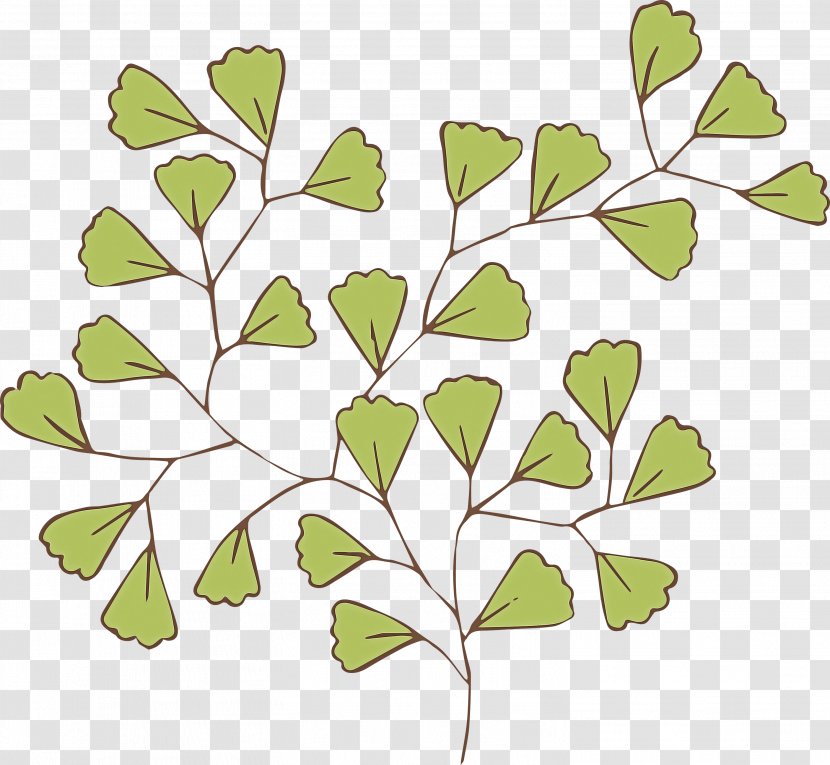 Leaf Green Branch Plant Tree - Flower - Stem Twig Transparent PNG