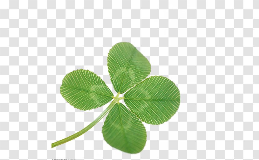 Four-leaf Clover - Rights Managed - Stems And Leaves Of Transparent PNG