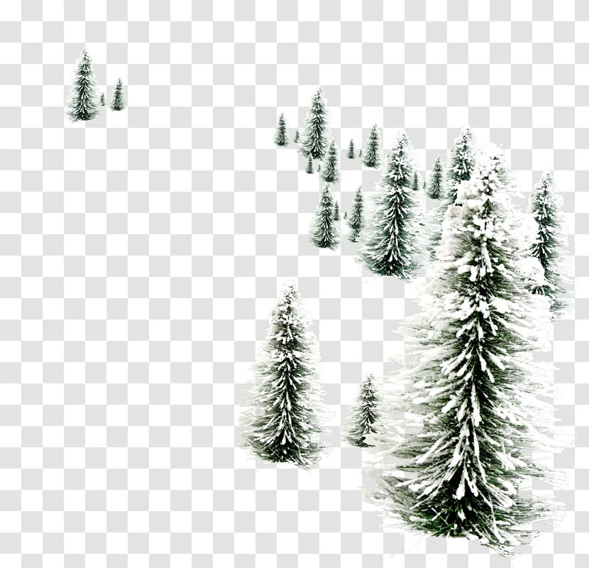 Christmas Black And White - Balsam Fir - Larch Temperate Coniferous Forest Transparent PNG