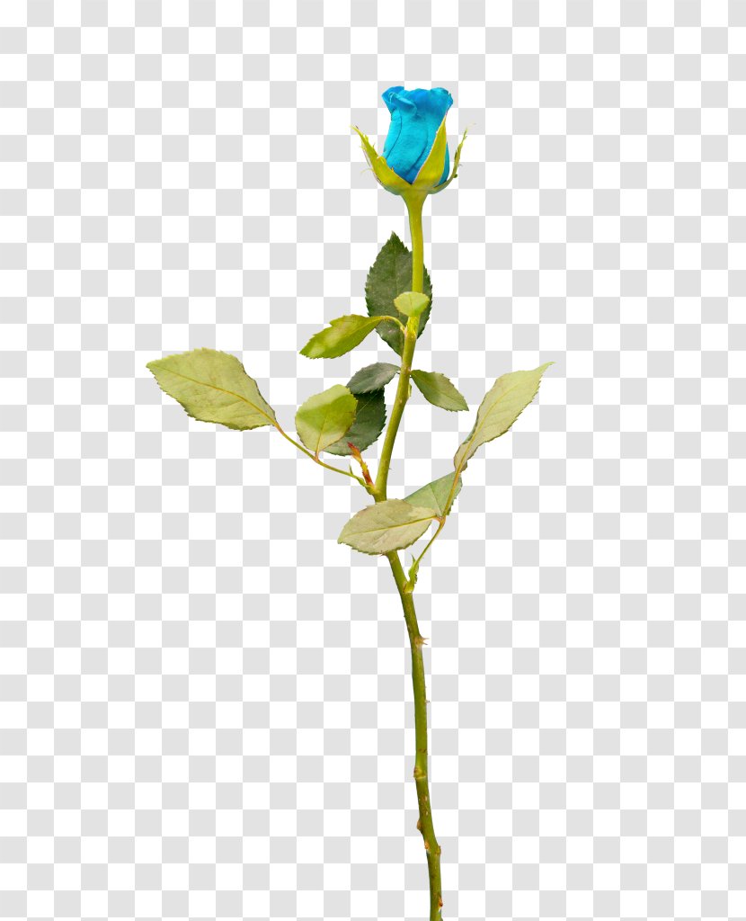 Garden Roses Cut Flowers Blue Rose Petal - Plant Transparent PNG