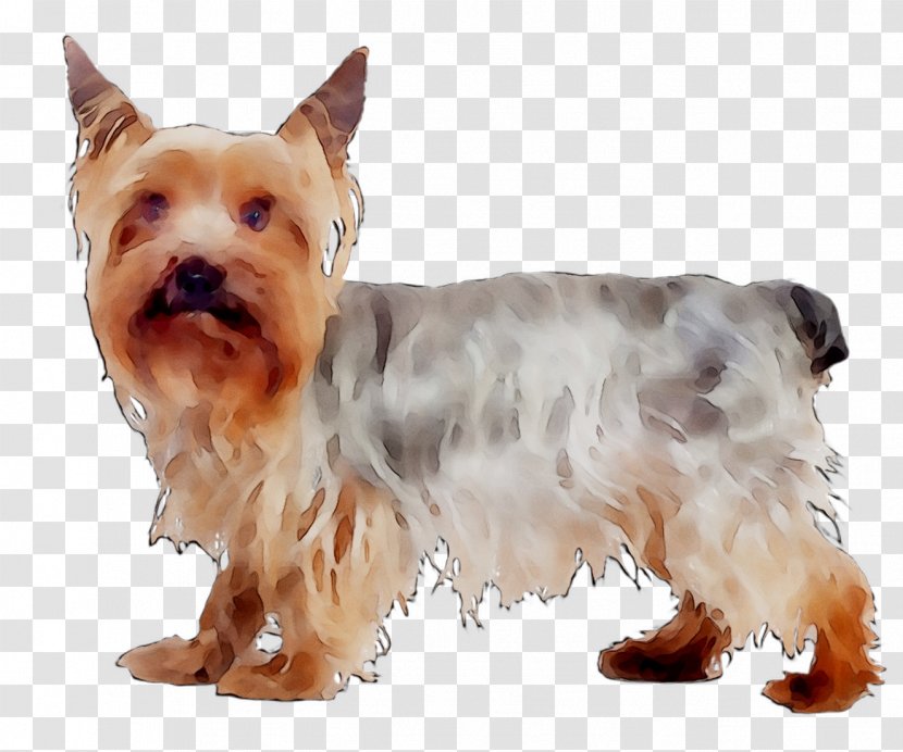 Australian Silky Terrier Yorkshire Jack Russell Puppy - Canidae - Rare Breed Dog Transparent PNG
