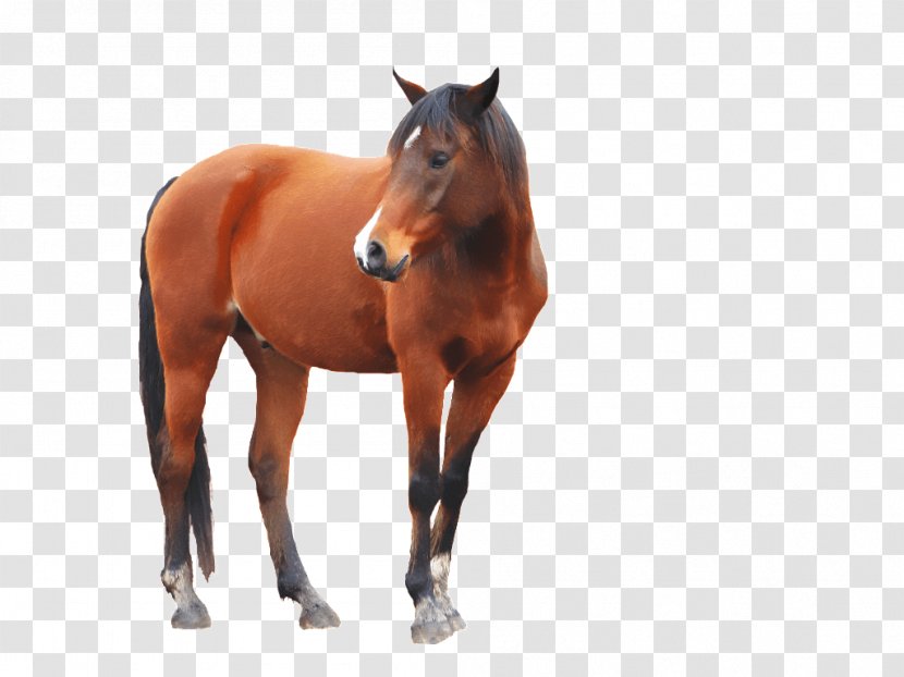 Horse Stallion - Black - Image Transparent PNG