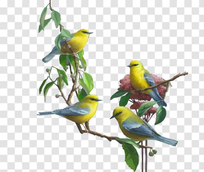 Bird Clip Art - Parakeet - Branch Transparent PNG