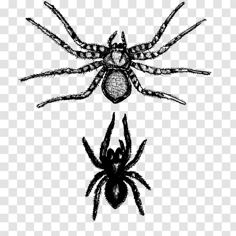 Spider Tarantula Orb-weaver Arachnid Wolf - Araneus - Cavaticus Transparent PNG