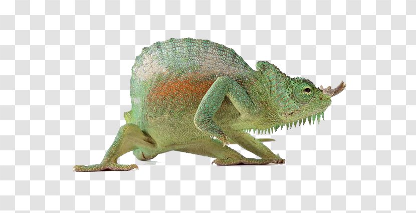 Lizard Reptile Chameleons - Iguania - Animals Chameleon Transparent PNG