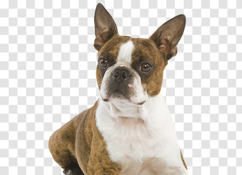 Boston Terrier Olde English Bulldogge Toy Bulldog Soft-coated Wheaten - Collar Transparent PNG