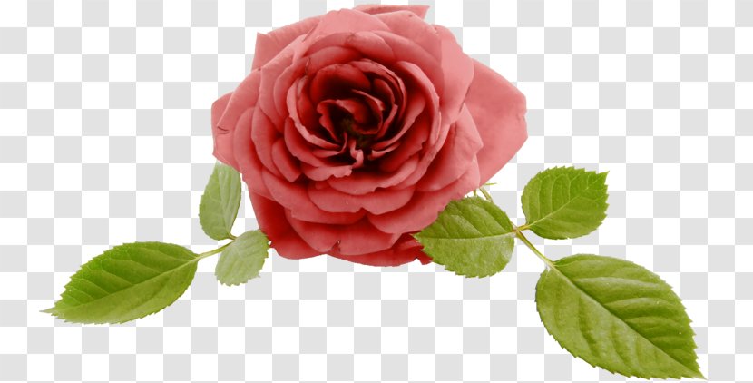 Garden Roses Jeonju Cabbage Rose Floribunda Clip Art - Seikatsu - Petal Transparent PNG