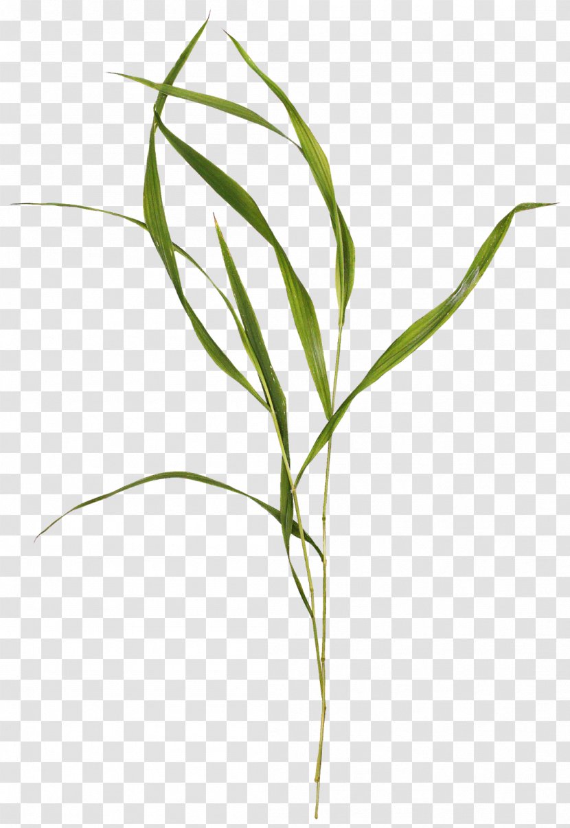 Weed Plants Lawn Plant Stem Shrub - Croquis - Seaweed Clipart Psd Transparent PNG
