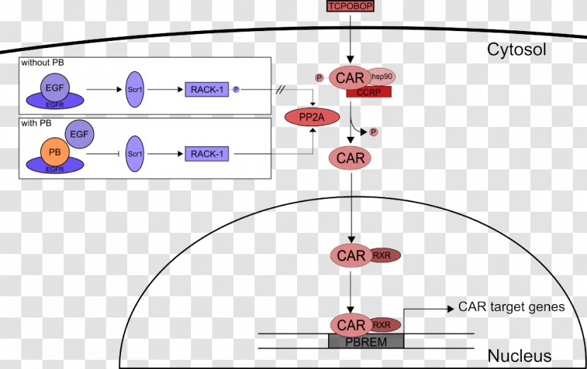 Constitutive Androstane Receptor Nuclear Pregnane X - Diagram Transparent PNG