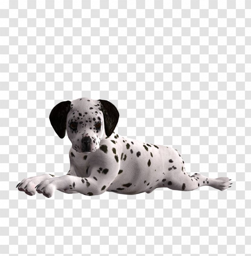 Dalmatian Dog Puppy Breed Companion Non-sporting Group - Art Transparent PNG