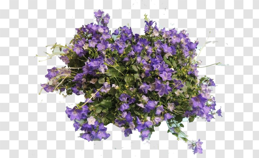 Scheda Duplicata Vedi Ugo Pellecchia - Violet Family - Fiori E Piante Bellflowers Annual Plant VervainPlant Transparent PNG