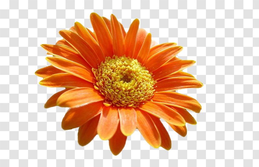 Transvaal Daisy Chrysanthemum Cut Flowers Orange S.A. - Gerbera Transparent PNG