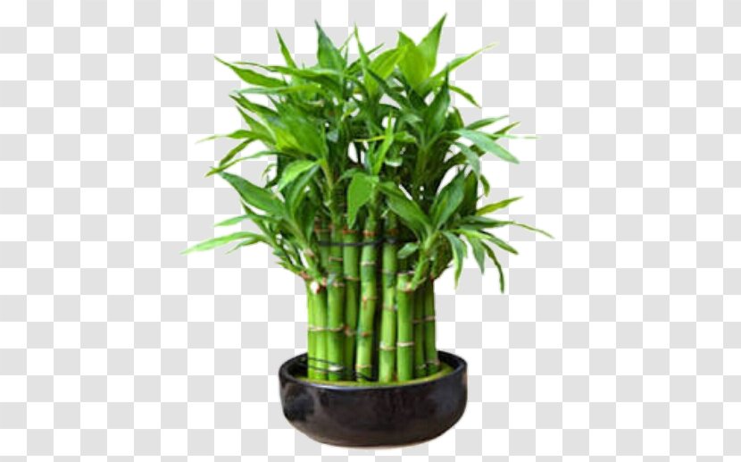 Lucky Bamboo Tropical Woody Bamboos Houseplant Rhapis Excelsa - Stock Photography - Chiang Mai Transparent PNG