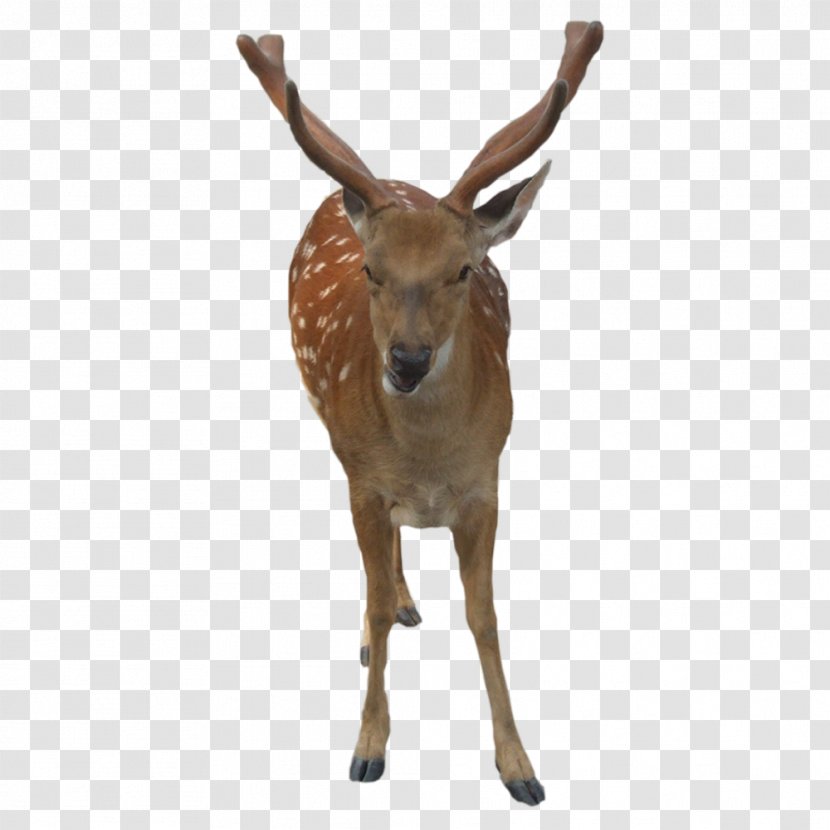 Formosan Sika Deer ICO Icon - FIG Transparent PNG