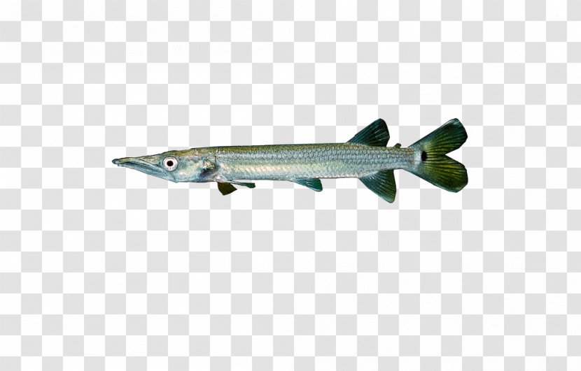 Ctenolucius Hujeta Fish Animal Barracuda Chordata - Ctenoluciidae Transparent PNG