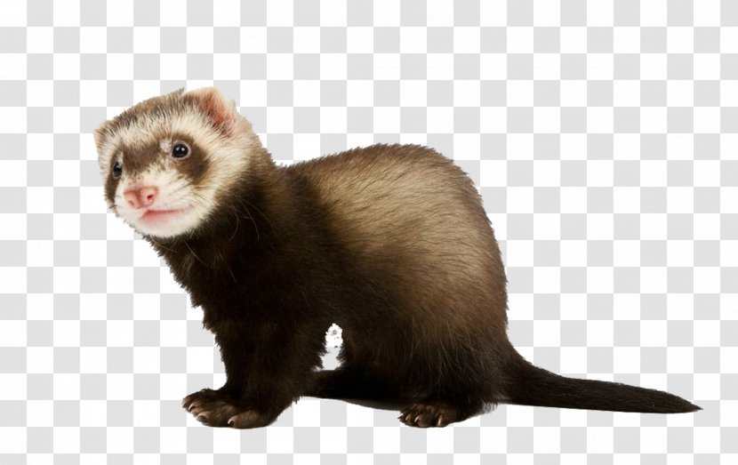 Ferret Stoat Stock Photography - Weasel - Bow Mink Transparent PNG
