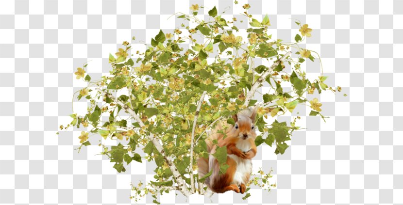 Tree Squirrels Shrub - Shrubs Under The Squirrel Transparent PNG