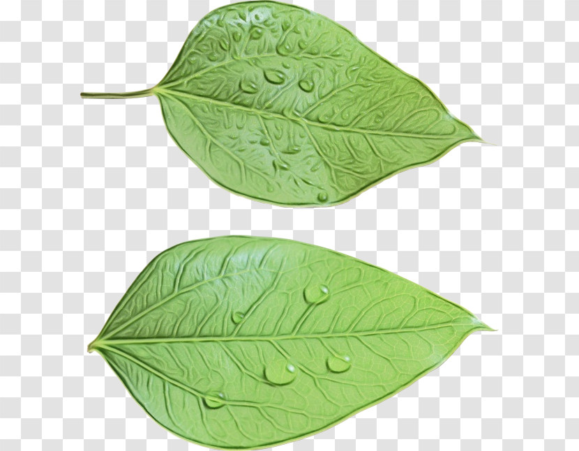 Transparency Autumn Leaf Color Design Aesthetic Leaves Transparent PNG