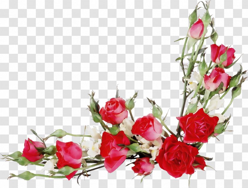 Garden Roses - Rose Order - Rosa Wichuraiana Floribunda Transparent PNG