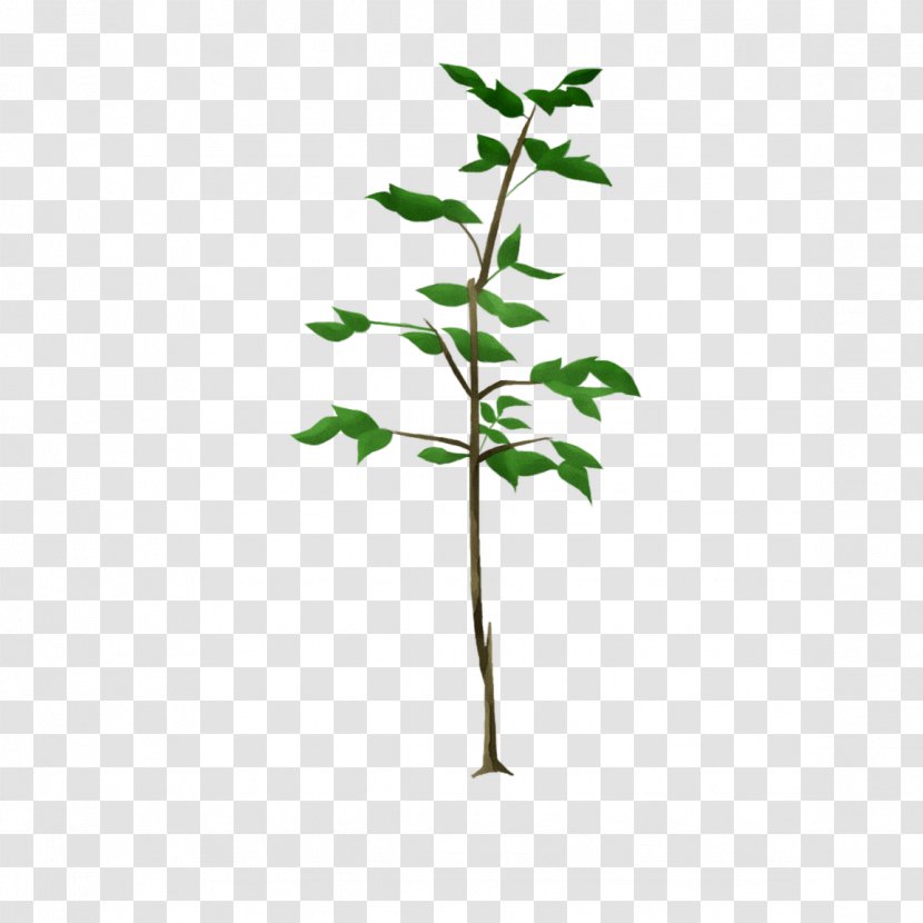 Twig Plant Stem Flowering Leaf - Plants - Woody Transparent PNG