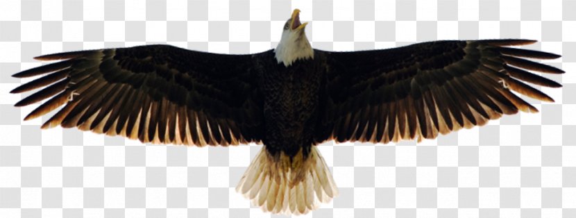 Bald Eagle Beak Vulture - Feather - American Transparent PNG