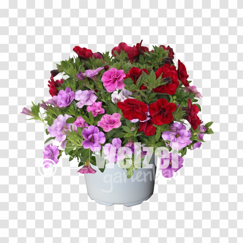 Calibrachoa Floral Design Petunia Cut Flowers - Magenta - Pelargonium Transparent PNG