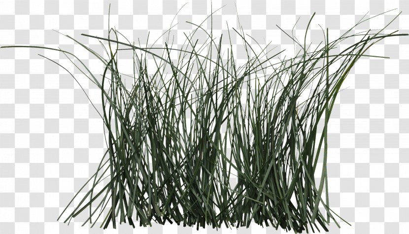 Grass Cymbopogon Citratus Plant Rattan Herb - Family - Mosquito Transparent PNG