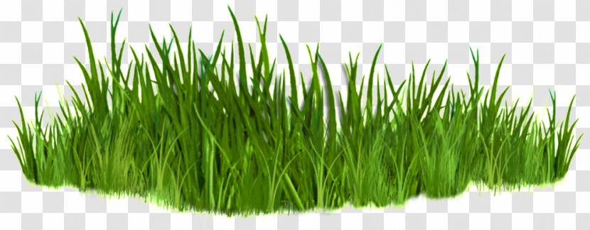 Lawn Icon Silhouette Blog Cartoon Transparent PNG