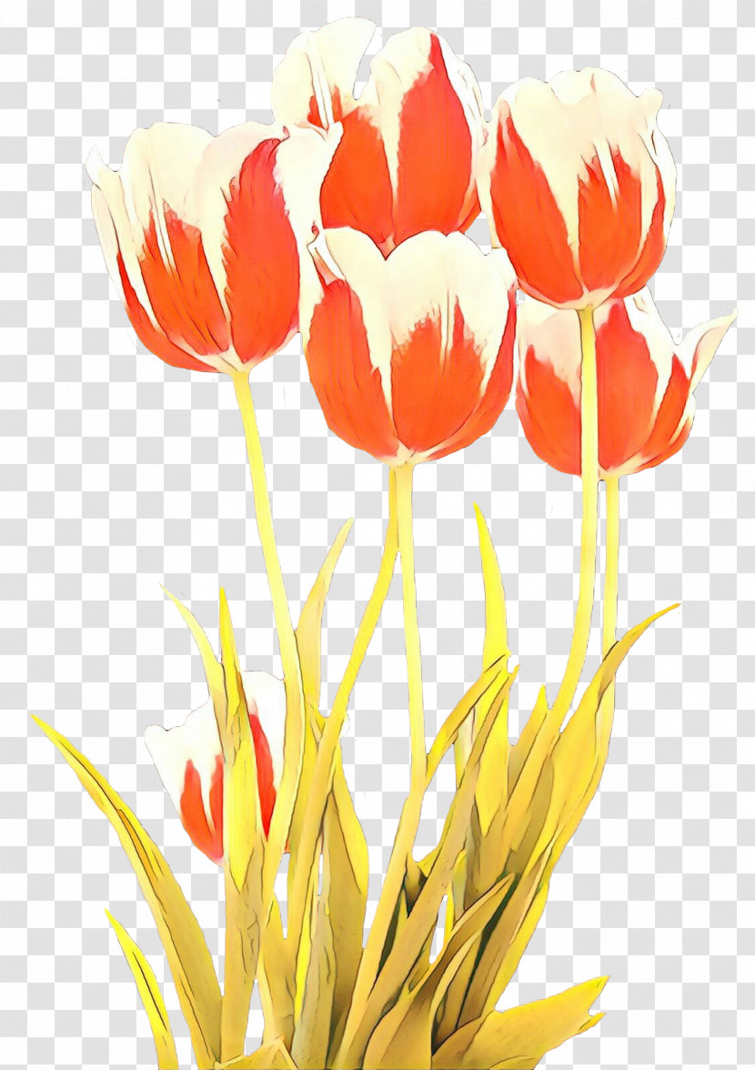Flower Tulip Petal Plant Lady Tulip Transparent PNG