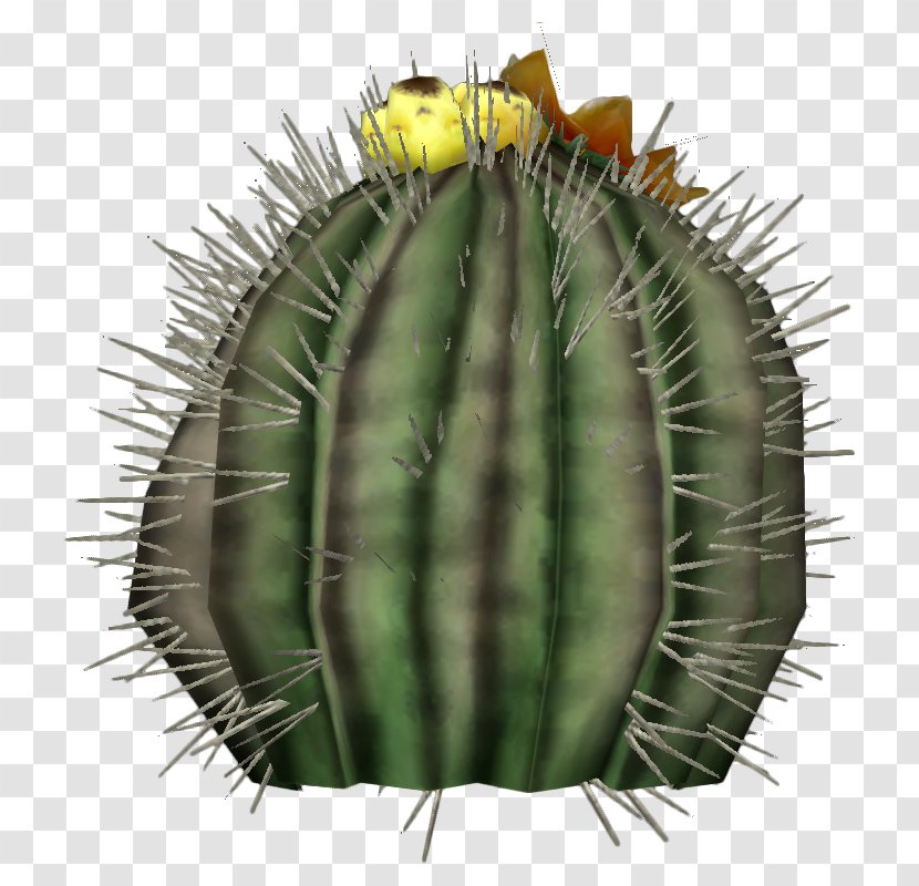 Cactaceae Echinocactus Grusonii Platyacanthus Barrel Cactus Fruit Transparent PNG