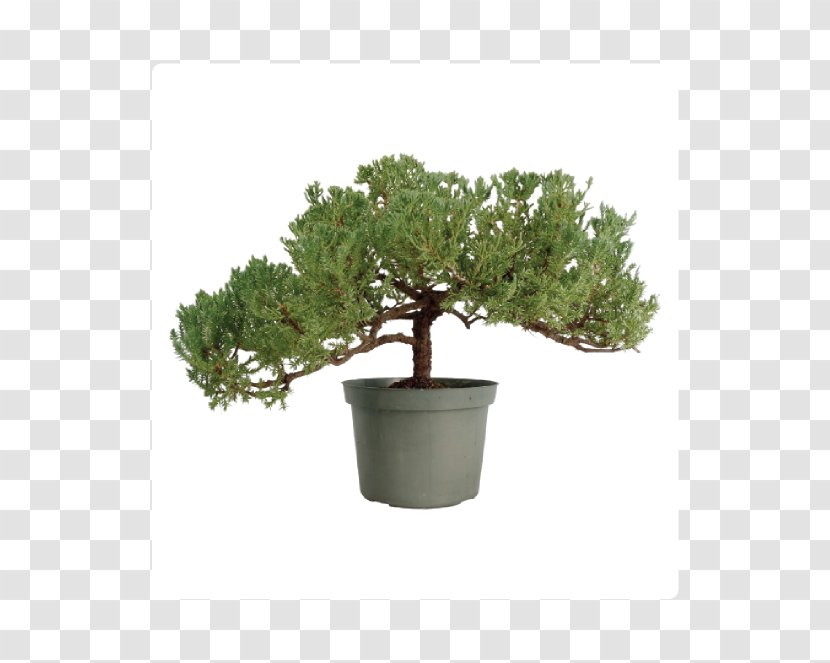 Chinese Sweet Plum Bonsai Styles Ficus Retusa Juniperus Chinensis 'Shimpaku' - Evergreen - Tree Transparent PNG