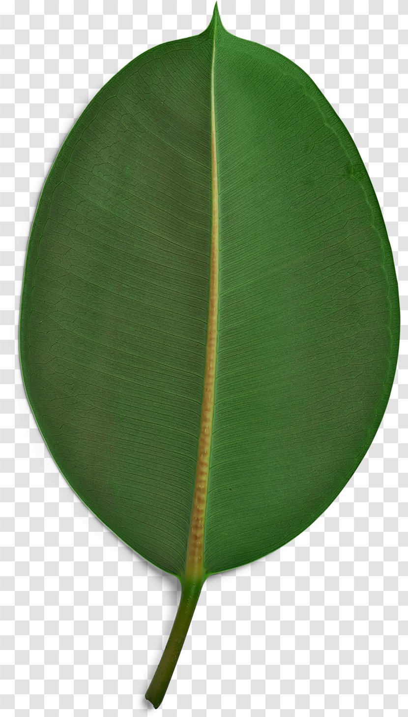 Sustainability Paper Sustainable Development Poster Kruger Products - Green Palm Leaves Transparent PNG