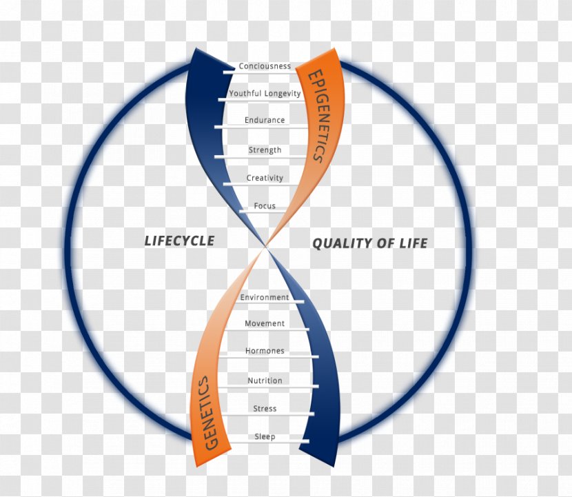 Organization Brand Line Font - Diagram Transparent PNG