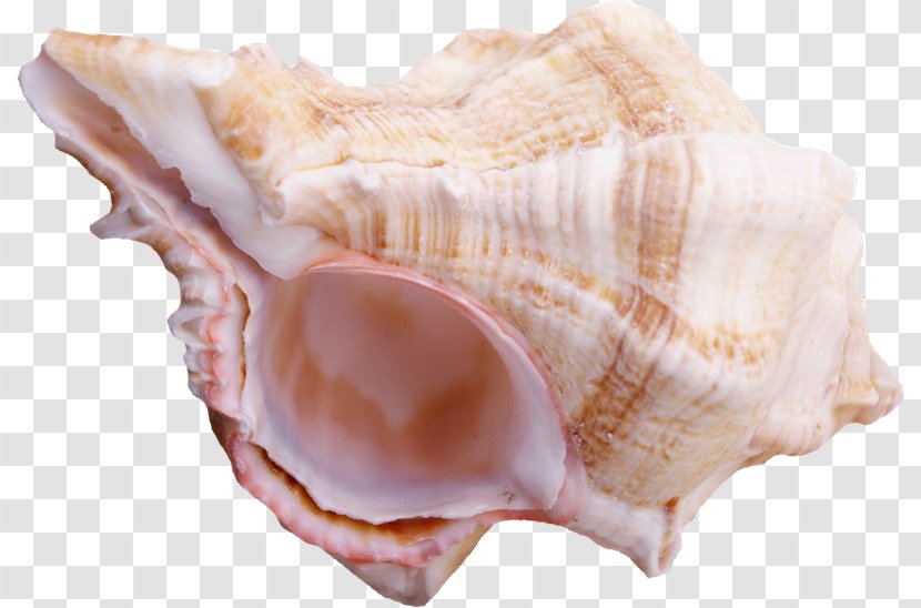 Cockle Conchology Shankha Seashell Animal Source Foods - Clam Transparent PNG