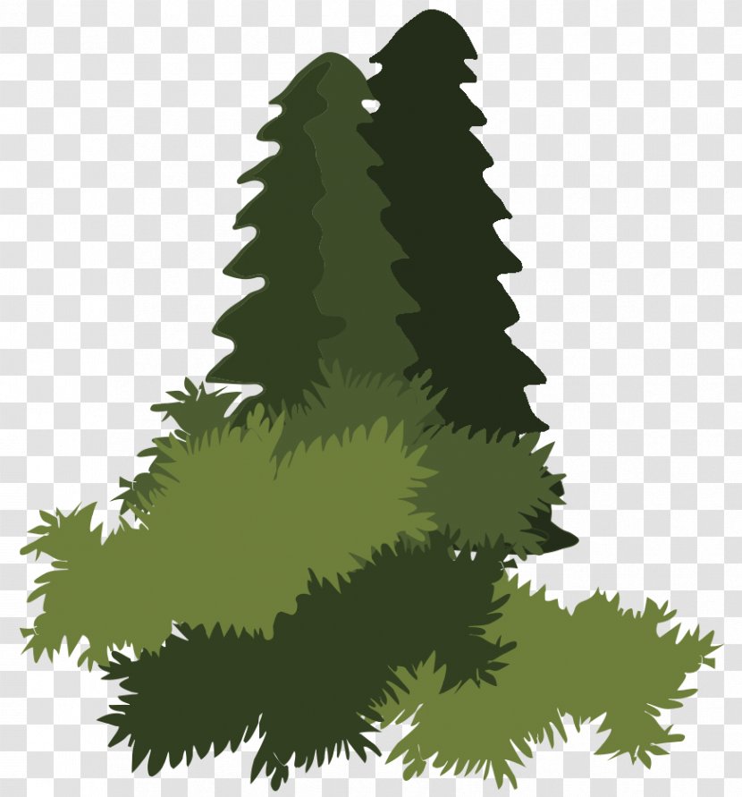 Spruce Abies Religiosa Bosque De Pino-encino Forest Plant - Grass - Woods Vector Transparent PNG