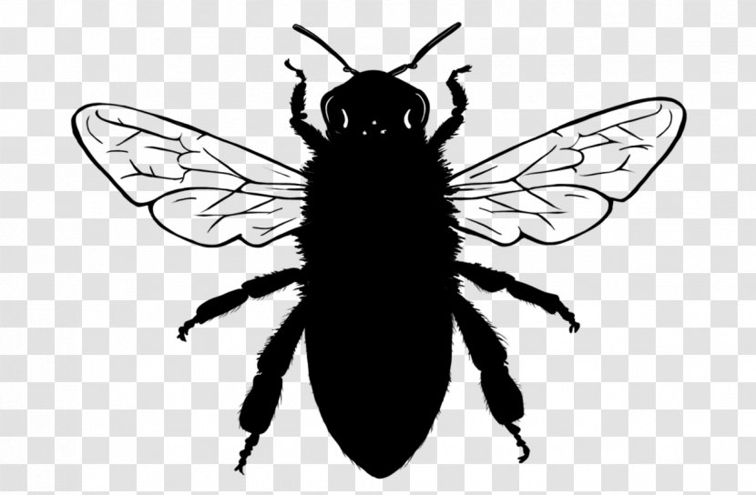European Dark Bee Drone Beehive African - Wing - Pollinator Transparent PNG