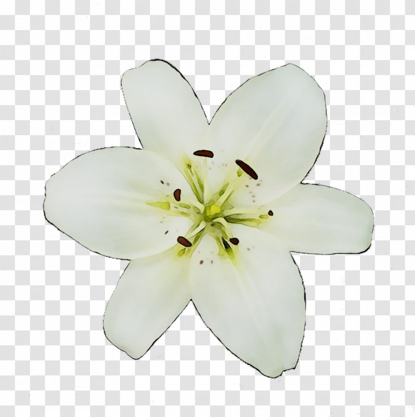 Cut Flowers Lily M - Family Transparent PNG