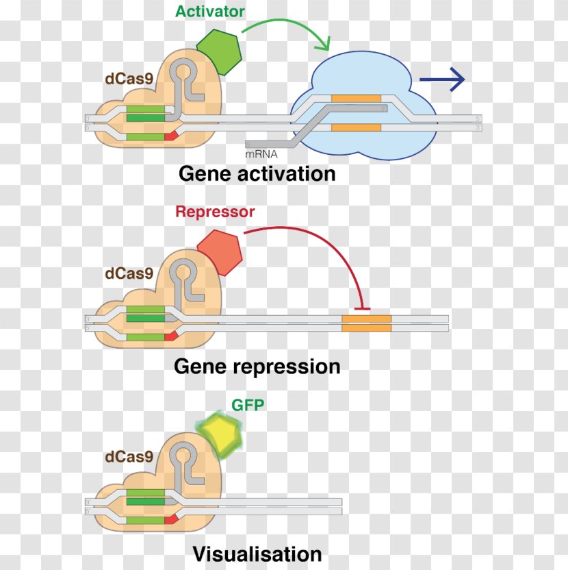 CRISPR Interference Cas9 Genome Editing Gene - Genomics - Programmed Cell Death Protein 1 Transparent PNG