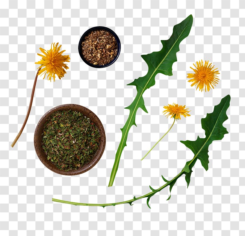 Wild Plants You Can Eat Eating Edible Mushroom Dandelion - Grass - Root Mosaic Transparent PNG