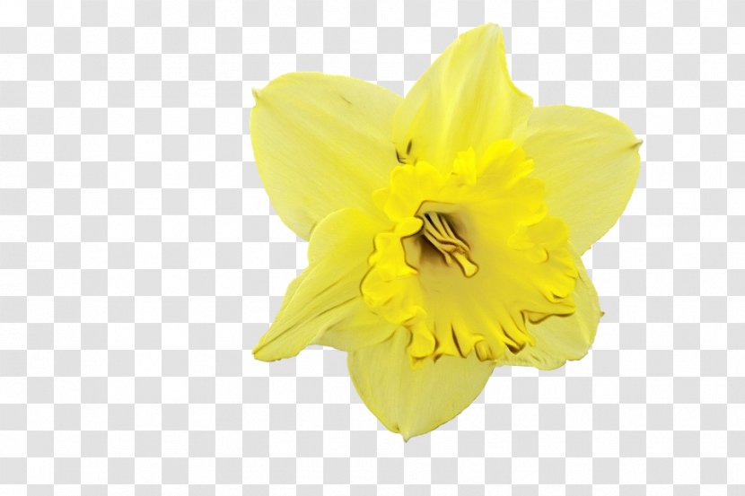 Yellow Flower - Narcissus - Wildflower Largeflowered Evening Primrose Transparent PNG