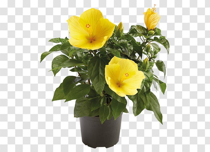 Rosemallows Flowerpot Rose Family Annual Plant Violet - Herbaceous Transparent PNG