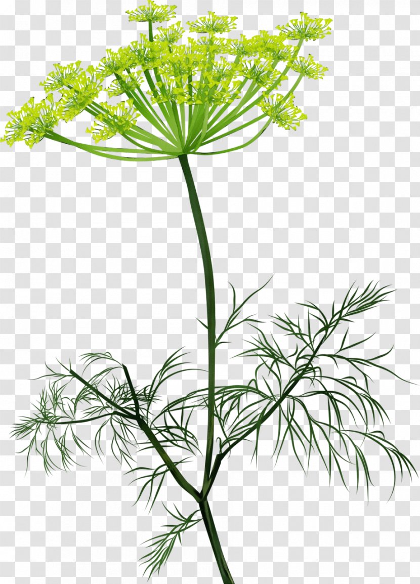 Flower Plant Stem Parsley Family Herb - Watercolor - Cow Wild Carrot Transparent PNG