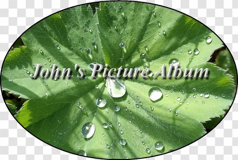 Green Leaf Water - Plant Transparent PNG