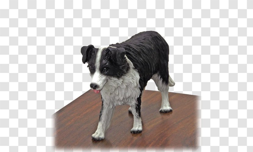 Dog Breed Border Collie Rough Companion Snout - Group Transparent PNG