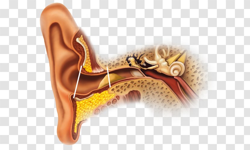 Earwax Ear Canal Gland Secretion - Cartoon Transparent PNG