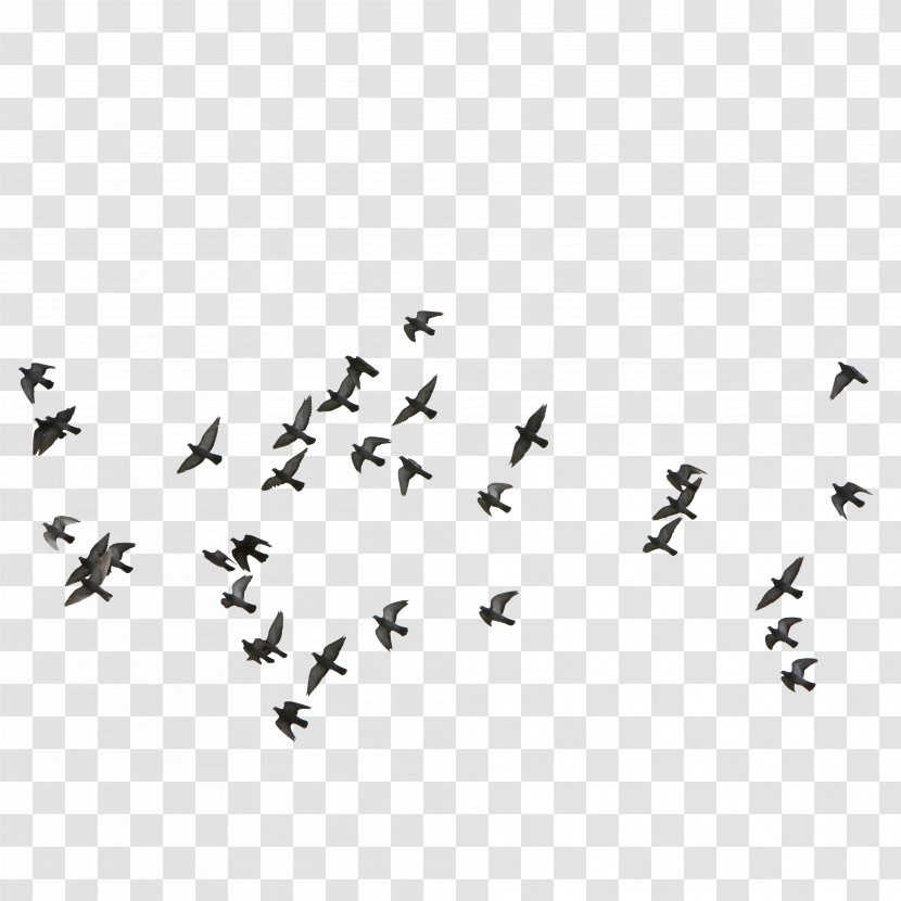 Bird Euclidean Vector - Flock - Feige,Flocks Of Birds Flying Transparent PNG
