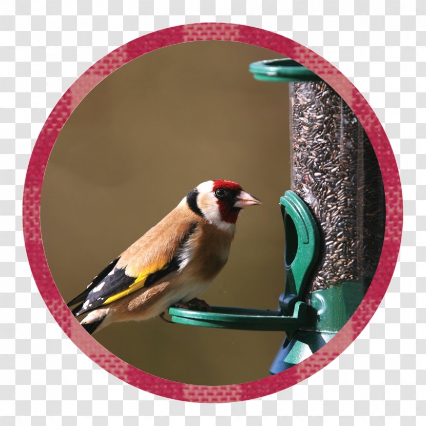 Finches Beak Christmas Ornament Transparent PNG