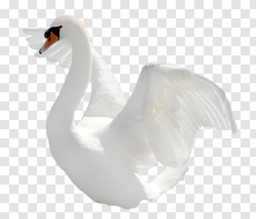 Goose Clip Art - Cygnini Transparent PNG