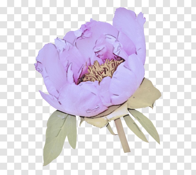 Petal Flower Common Peony Pink - Chinese Violet Transparent PNG